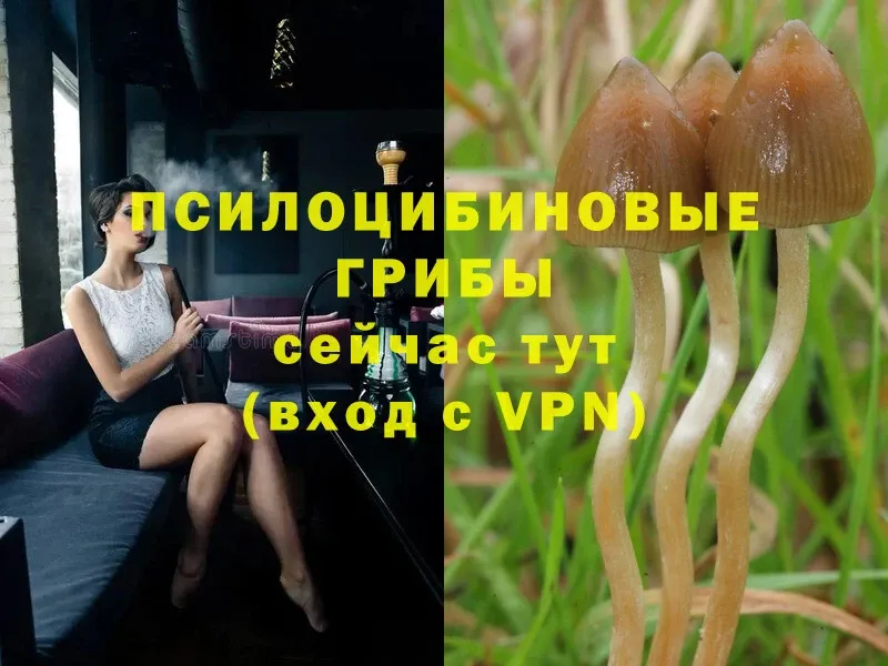 Галлюциногенные грибы Cubensis  Северодвинск 